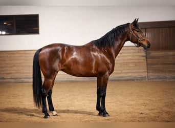 Oldenburger, Stute, 3 Jahre, 175 cm, Brauner