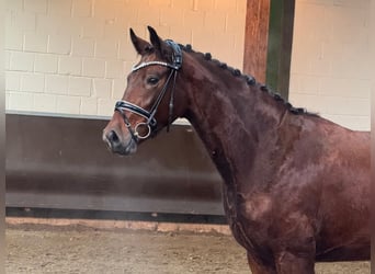 Oldenburger, Stute, 3 Jahre, Brauner