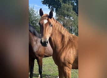 Oldenburger, Stute, 3 Jahre, Fuchs