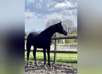 Oldenburger, Stute, 3 Jahre, Rappe
