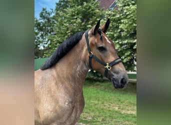 Oldenburger, Stute, 4 Jahre, 153 cm, Roan-Bay