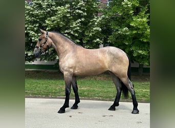 Oldenburger, Stute, 4 Jahre, 153 cm, Roan-Bay
