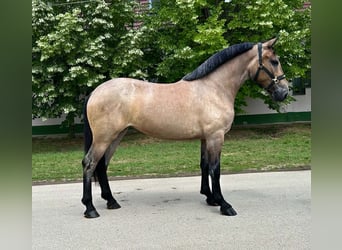 Oldenburger, Stute, 4 Jahre, 153 cm, Roan-Bay