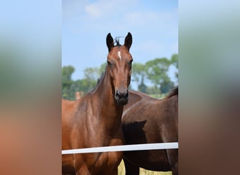 Oldenburger Mix, Stute, 4 Jahre, 156 cm, Brauner