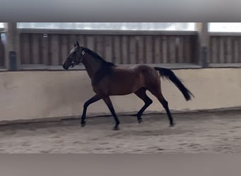 Oldenburger, Stute, 4 Jahre, 156 cm