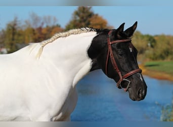 Oldenburger, Stute, 4 Jahre, 157 cm, Schecke