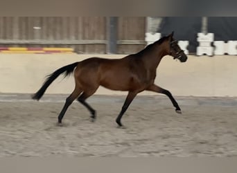 Oldenburger, Stute, 4 Jahre, 158 cm, Brauner