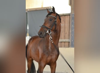 Oldenburger, Stute, 4 Jahre, 158 cm, Brauner
