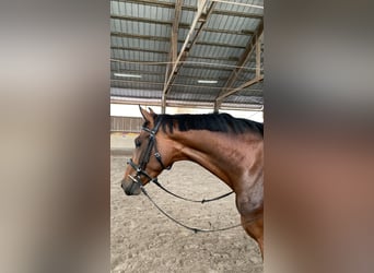 Oldenburger, Stute, 4 Jahre, 158 cm, Brauner