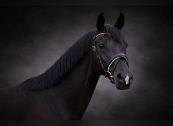 Oldenburger, Stute, 4 Jahre, 158 cm, Rappe