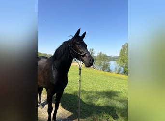 Oldenburger, Stute, 4 Jahre, 158 cm, Rappe