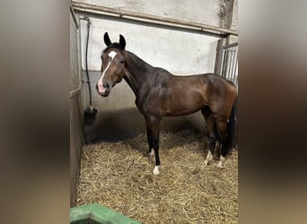 Oldenburger, Stute, 4 Jahre, 160 cm, Brauner