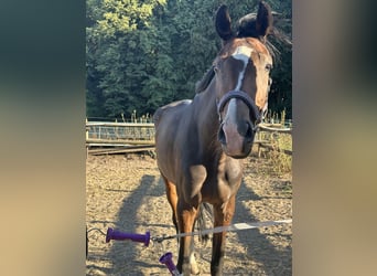 Oldenburger, Stute, 4 Jahre, 160 cm, Brauner
