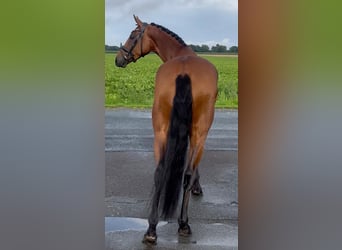 Oldenburger, Stute, 4 Jahre, 160 cm, Brauner