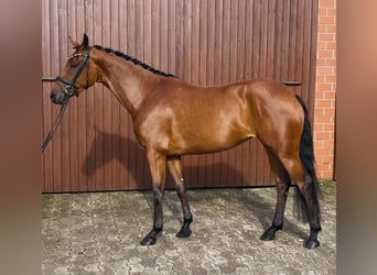Oldenburger, Stute, 4 Jahre, 160 cm, Brauner