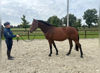 Oldenburger, Stute, 4 Jahre, 160 cm, Brauner