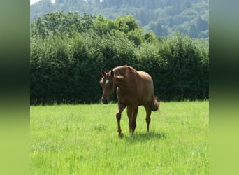 Oldenburger, Stute, 4 Jahre, 160 cm, Fuchs