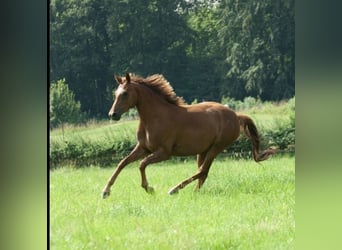 Oldenburger, Stute, 4 Jahre, 160 cm, Fuchs