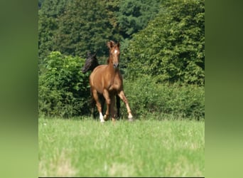 Oldenburger, Stute, 4 Jahre, 160 cm, Fuchs