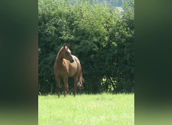Oldenburger, Stute, 4 Jahre, 160 cm, Fuchs