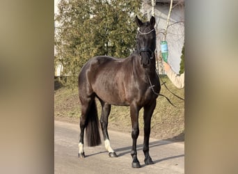 Oldenburger, Stute, 4 Jahre, 160 cm, Rappe
