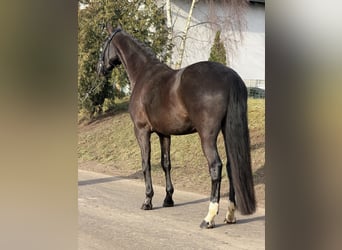 Oldenburger, Stute, 4 Jahre, 160 cm, Rappe