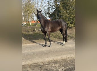 Oldenburger, Stute, 4 Jahre, 160 cm, Rappe