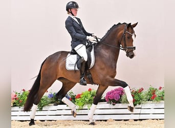 Oldenburger, Stute, 4 Jahre, 161 cm, Brauner