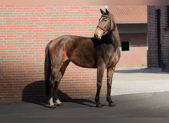 Oldenburger Mix, Stute, 4 Jahre, 161 cm, Brauner