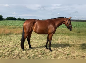 Oldenburger, Stute, 4 Jahre, 161 cm, Brauner