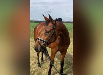 Oldenburger, Stute, 4 Jahre, 161 cm, Brauner