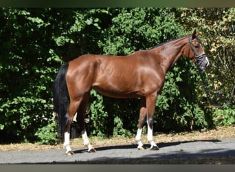Oldenburger, Stute, 4 Jahre, 161 cm, Brauner