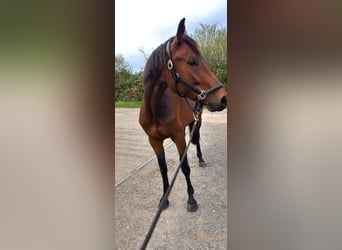 Oldenburger, Stute, 4 Jahre, 162 cm, Brauner