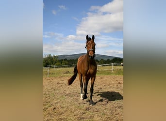 Oldenburger, Stute, 4 Jahre, 162 cm, Brauner