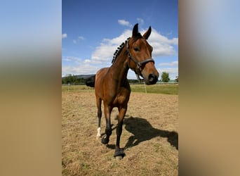 Oldenburger, Stute, 4 Jahre, 162 cm, Brauner