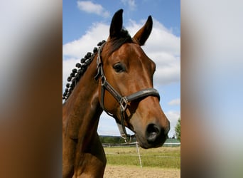 Oldenburger, Stute, 4 Jahre, 162 cm, Brauner
