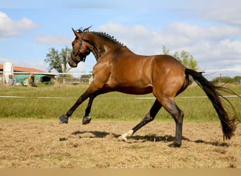 Oldenburger, Stute, 4 Jahre, 162 cm, Brauner