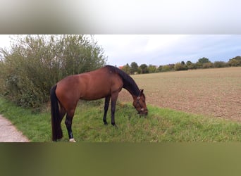 Oldenburger, Stute, 4 Jahre, 162 cm, Brauner