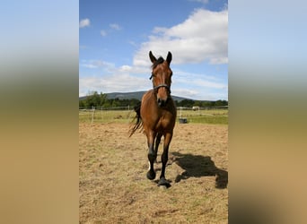Oldenburger, Stute, 4 Jahre, 162 cm, Brauner