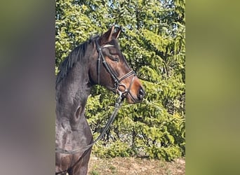 Oldenburger, Stute, 4 Jahre, 162 cm, Brauner