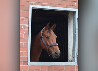 Oldenburger, Stute, 4 Jahre, 162 cm, Brauner
