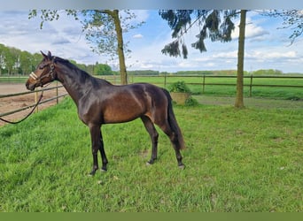 Oldenburger, Stute, 4 Jahre, 162 cm, Dunkelbrauner