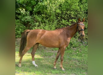 Oldenburger, Stute, 4 Jahre, 162 cm, Dunkelfuchs