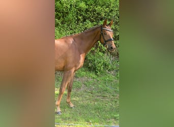Oldenburger, Stute, 4 Jahre, 162 cm, Dunkelfuchs