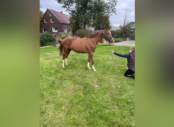 Oldenburger, Stute, 4 Jahre, 162 cm, Fuchs