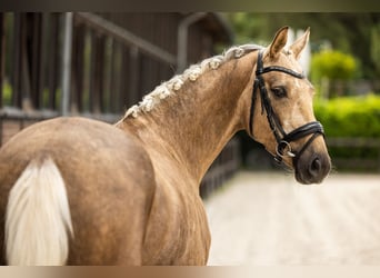 Oldenburger, Stute, 4 Jahre, 162 cm, Palomino