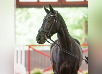 Oldenburger, Stute, 4 Jahre, 162 cm, Schwarzbrauner
