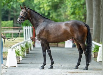 Oldenburger, Stute, 4 Jahre, 163 cm, Dunkelbrauner