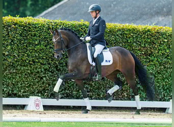 Oldenburger, Stute, 4 Jahre, 163 cm, Dunkelbrauner