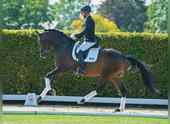 Oldenburger, Stute, 4 Jahre, 163 cm, Dunkelbrauner